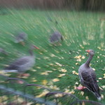 A regal duck in St. James's Park.