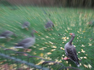 A regal duck in St. James's Park.