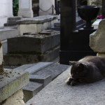 Cats keep the dead company at Pere La Chaise...or is it the other way around?