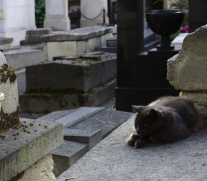 Cats keep the dead company at Pere La Chaise...or is it the other way around?